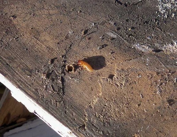 Click image for larger version

Name:	C%25C3%25A1c%2Bv%25E1%25BA%25A5n%2B%25C4%2591%25E1%25BB%2581%2Bs%25E1%25BB%25AD%2Bd%25E1%25BB%25A5ng%2B%2Bth%25C6%25B0%25E1%25BB%259Dng%2Bg%25E1%25BA%25B7p%2Bkhi%2Bmua%2Bpallet%2Bg%25E1%25BB%2597.jpg
Views:	55
Size:	130.7 KB
ID:	184095